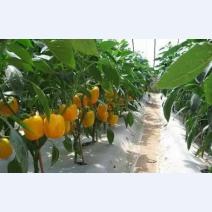 菌肥，你用對(duì)了嗎？
